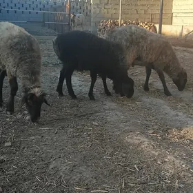 geci