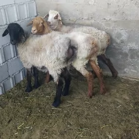 işşek