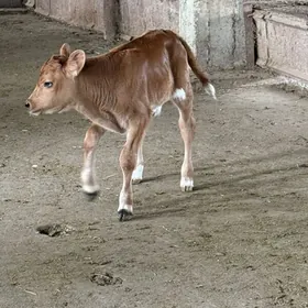 okuzce