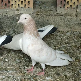 kepderi
