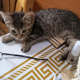 Отдаю котенка