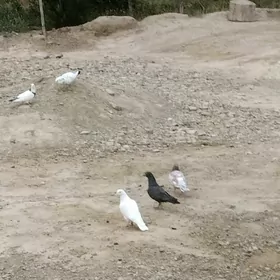 кепдери