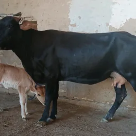 goleli