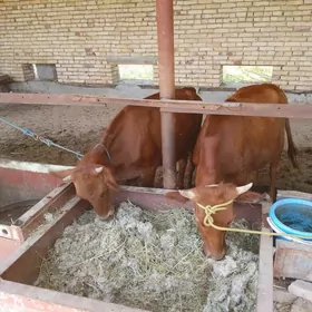 YEMDE DURAN UNAJYNLAR
