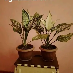 öÿ güleri