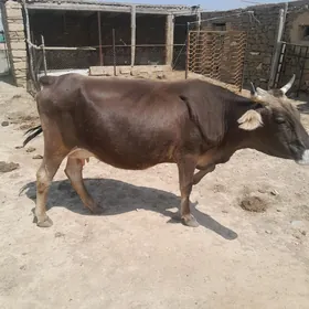 sygyr goleli