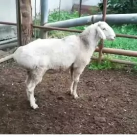 Ak goç