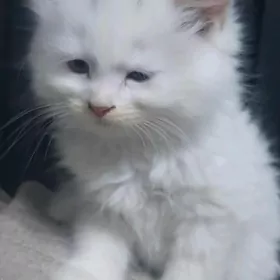 Котенок Белый (скотиш-страйт)