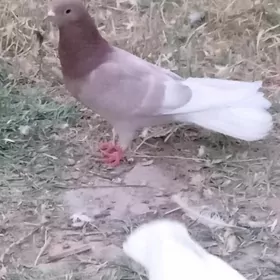 kepderi