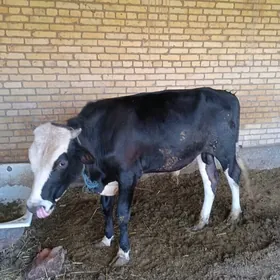 SATLYK ÒKÙZLER
