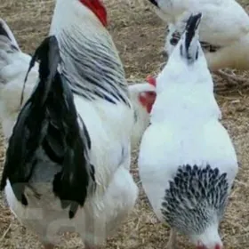 towuk adler