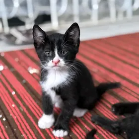 pishik