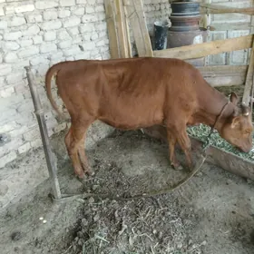 Gulajyn gole