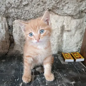 Котята