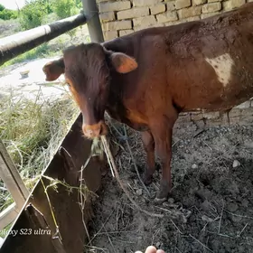Базарвай