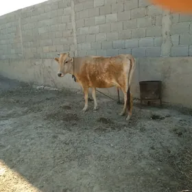 goleli sygyr