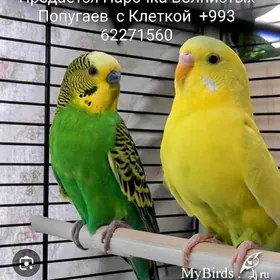 Попугай