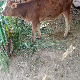 tuwe
