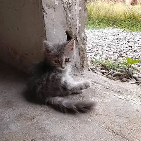 WSLOWUSKI PARODA PISIK