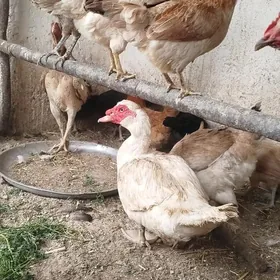 towuklar