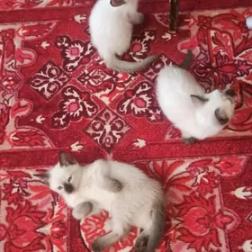 сиамские котята