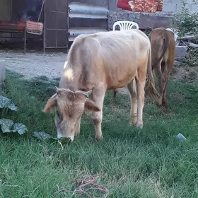 1 tüwe 1 öküz