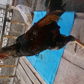 horaz