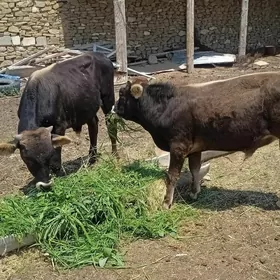 gole okuzce