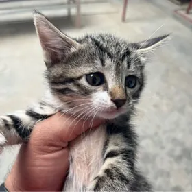 Котята Отдам добрые руки