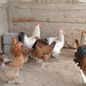 Tawuk