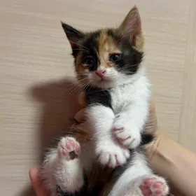 котенок