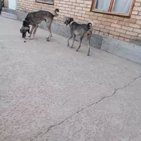 тазы авчы