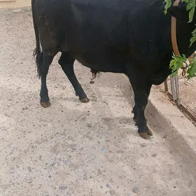 okuz tuwe