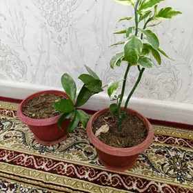 gül