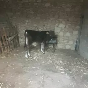 Öküz
