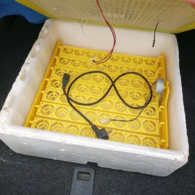 inkubator júŷje çykarŷan