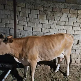 Göleli sygyr