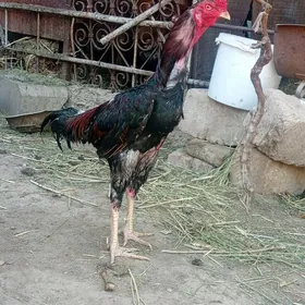 horaz
