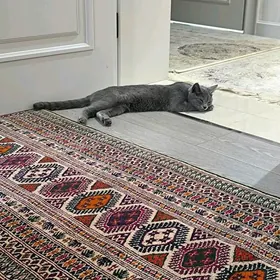 Кошка🥰