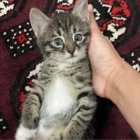 pisik кошка котенок
