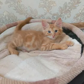 Котенок Только в добрые руки!