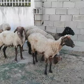 goÿun