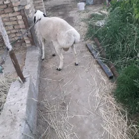 Gojkar