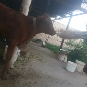Gunajin 6 aylik
