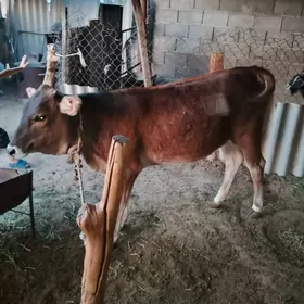 göle