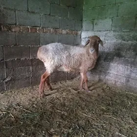 Goýun