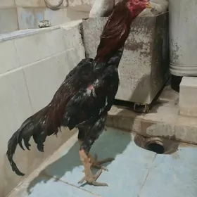 Taşkent