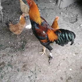 tasget horaz