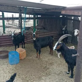 geçi goýun