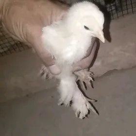Brama orginal
